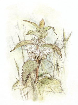 White Deadnettle - Framed Original Art - Image 2