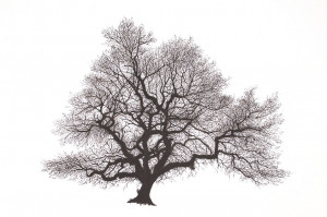 Bare Oak - Framed Original Art - Image 2
