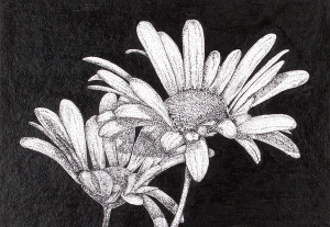 Oxeye Daisy - Framed Original Art - Image 2