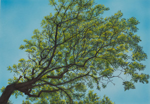 Spring Ash - Framed Original Art - Image 2