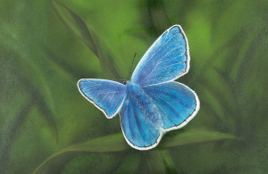 Common Blue - Framed Original Art - Image 2