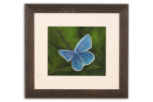 Common Blue - Framed Original Art
