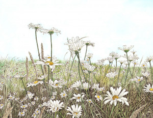 Daisy Field - Framed Original Art (SOLD) - Image 2
