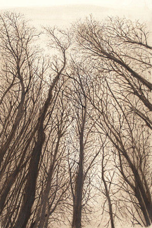 Winter Birch Sketch - Framed Original Art - Image 2