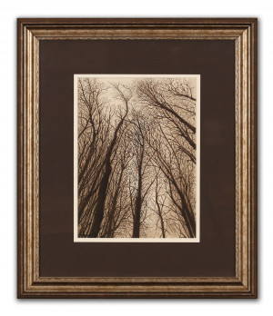 Winter Birch Sketch - Framed Original Art