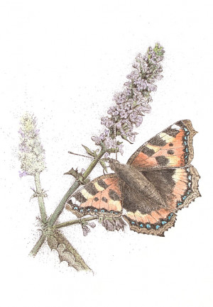 Small Tortoiseshell - Limited Edition Giclée Print - Image 2