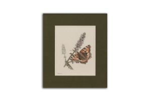 Small Tortoiseshell - Limited Edition Giclée Print