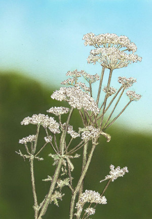 Cow Parsley III - Framed Original Art - Image 2