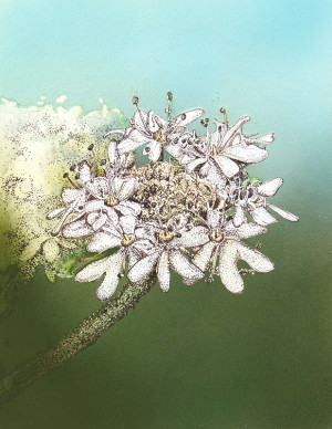 Cow Parsley IV - Framed Original Art - Image 2