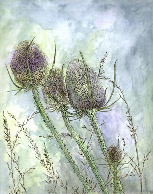 Teasel Sketch - Framed Original Art (SOLD) - Image 2