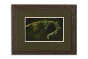 Unfurling - Framed Original Art (SOLD)