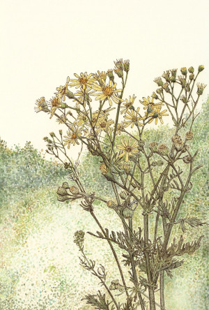Common Ragwort - Framed Original Art - Image 2