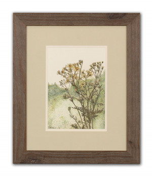 Common Ragwort - Framed Original Art