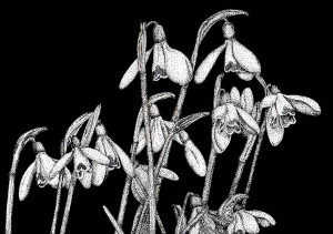 Snowdrops - Framed Original Art - Image 2