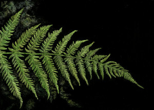 Bracken - Framed Original Art - Image 2