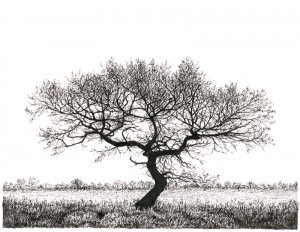 Young Oak - Framed Original Art (SOLD) - Image 2