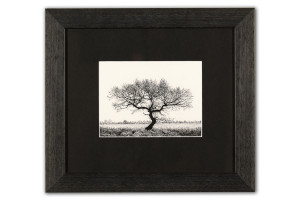 Young Oak - Framed Original Art (SOLD)