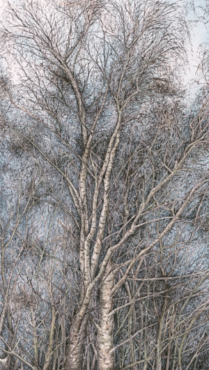 Silver Birch - Framed Original Art - Image 2