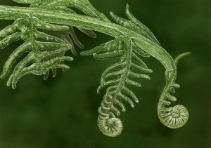 Unfurling II - Framed Original Art (SOLD) - Image 2