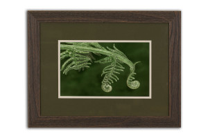 Unfurling II - Framed Original Art (SOLD)