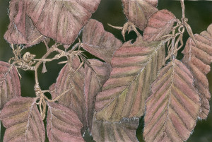 Purple Beech - Framed Original Art - Image 2