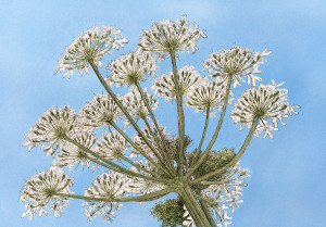 Cow Parsley V - Framed Original Art - Image 2