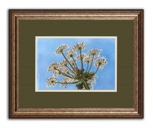 Cow Parsley V - Framed Original Art