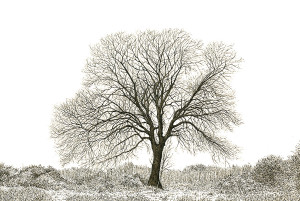 Winter Ash - Framed Original Art - Image 2
