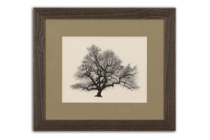 Bare Oak - Framed Original Art