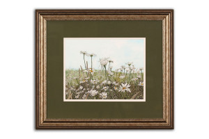 Daisy Field - Framed Original Art (SOLD)